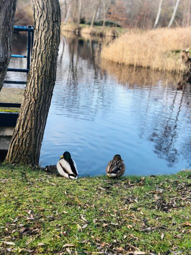Enten in der Fuhneaue